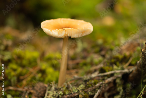 Foto Pale gilled mushroom in green moss — low angle in Espoo forest