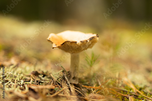 Konstfotografi Pale gilled mushroom in green moss — forest floor in Espoo forest