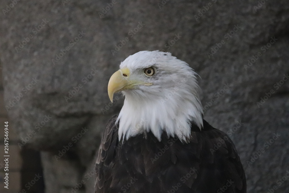 Fototapeta premium A bald eagle at a local zoo