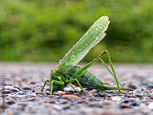 Grüner Grashüpfer im Regen