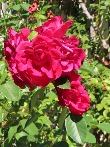 Obraz na płótnie pink rose bush