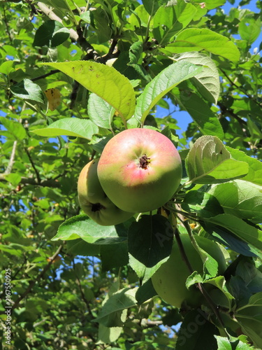 Obraz na płótnie apples on a tree