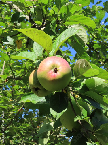 Obraz na płótnie apples on the tree