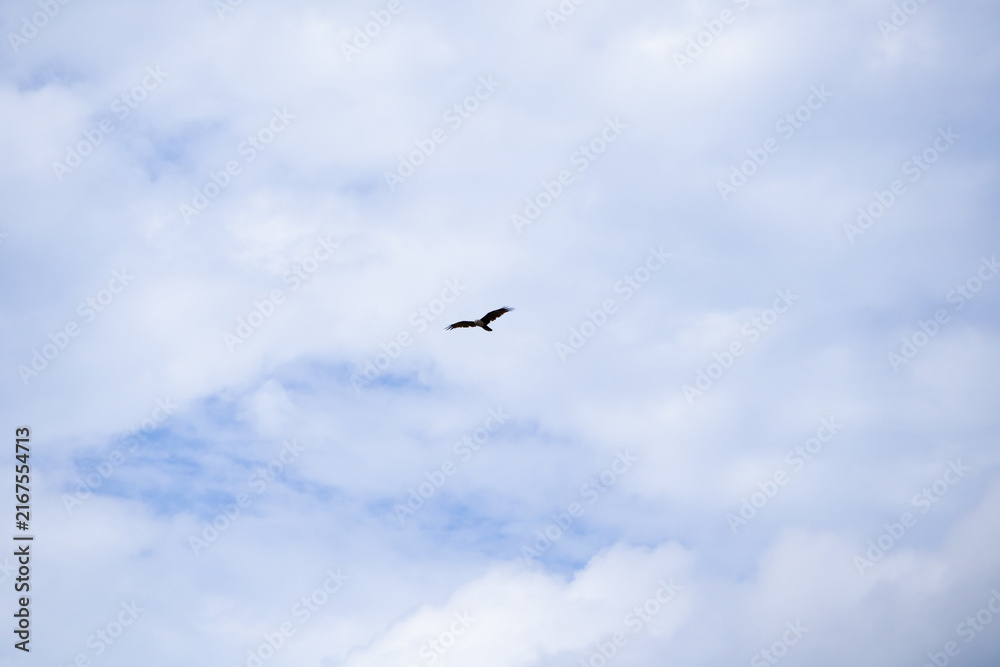 Obraz premium Bird flying across cloudy blue sky with open space