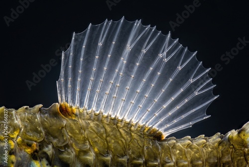 Extreme macro of a transparent dorsal fin on a leafy seadragon