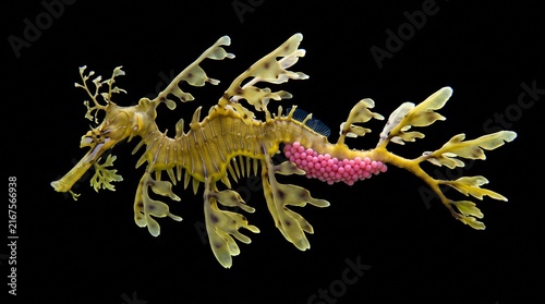Lateral profile of a male leafy seadragon brooding pink eggs on a black background