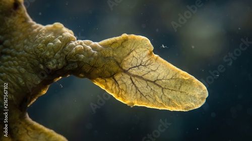 Microscopic backlit view of animal blood vessels inside a translucent marine skin flap
