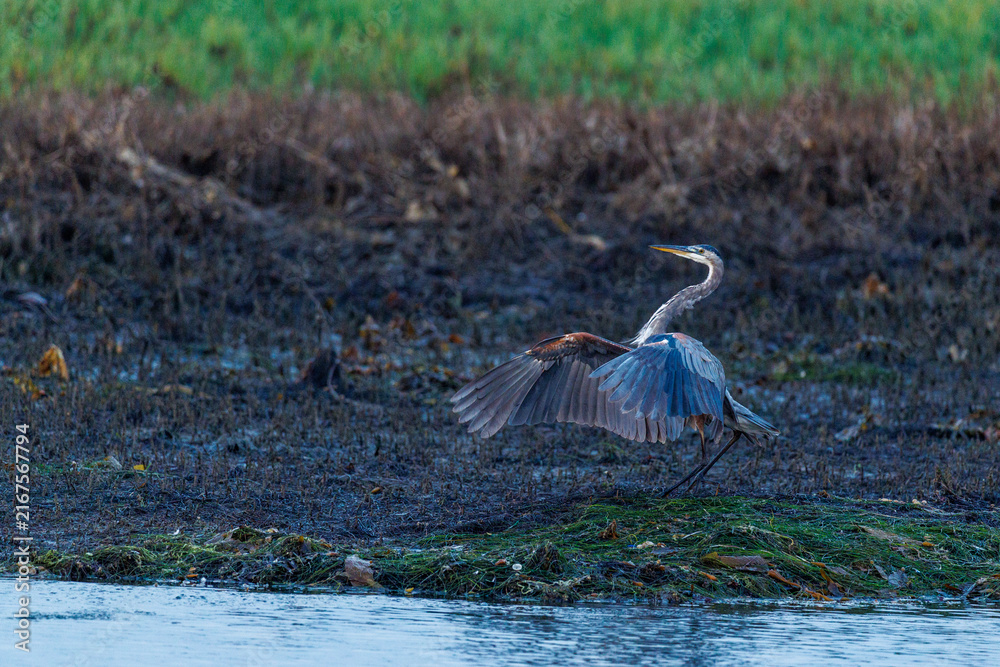 Naklejka premium great blue heron