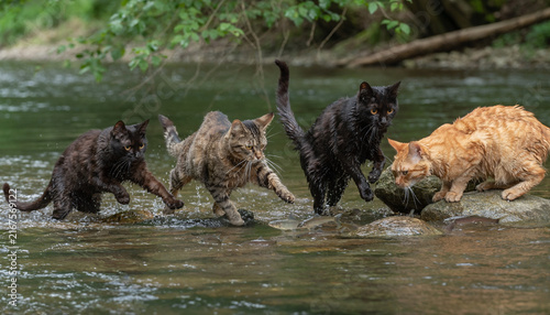 Plakat four domestic cats hunting and catching fish in a shallow river water in nature