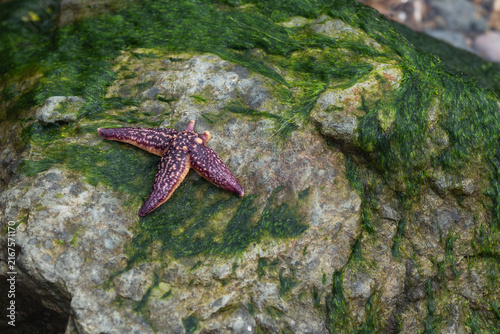 Purple starfish on green algae covered coastal rock at low tide on Tokorevsky cape.