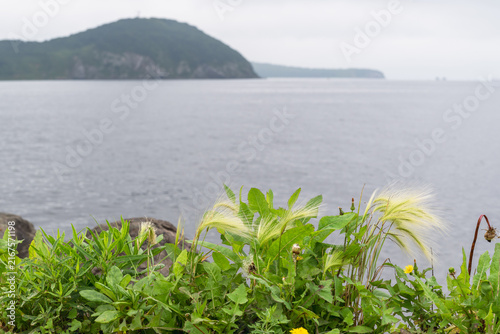 Coastal wild grasses and green vegetation overlooking calm sea and forested headland.