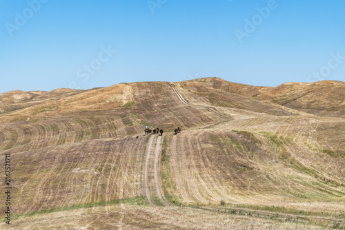  Horse herd and rider crossing rolling farmland.
