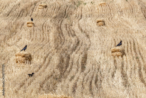 Ravens among hay bales on a harvested field .