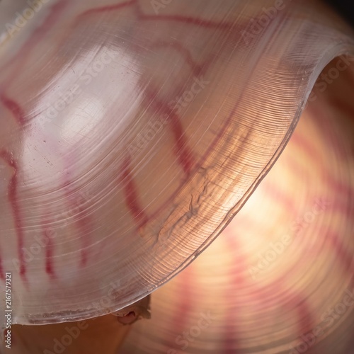 Microscopic texture of a red lined bubble snail shell showing growth rings