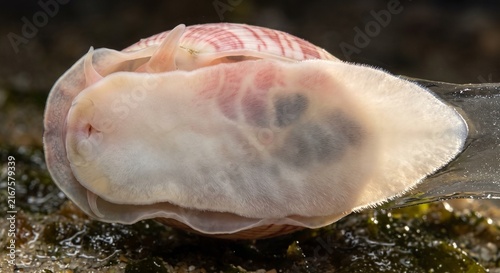 Ventral macro view of a bullina lineata snail showing internal organs through its foot