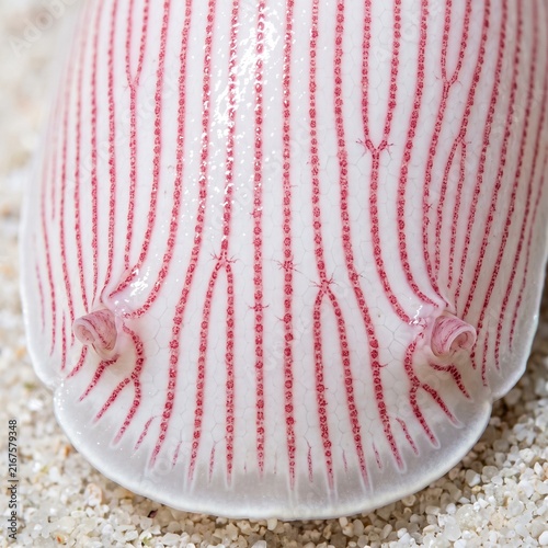 Extreme macro of a red lined bubble snail headshield showing striking patterns