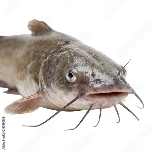 A close up view of a brown catfish showing its whiskers and textured skin in clear detail