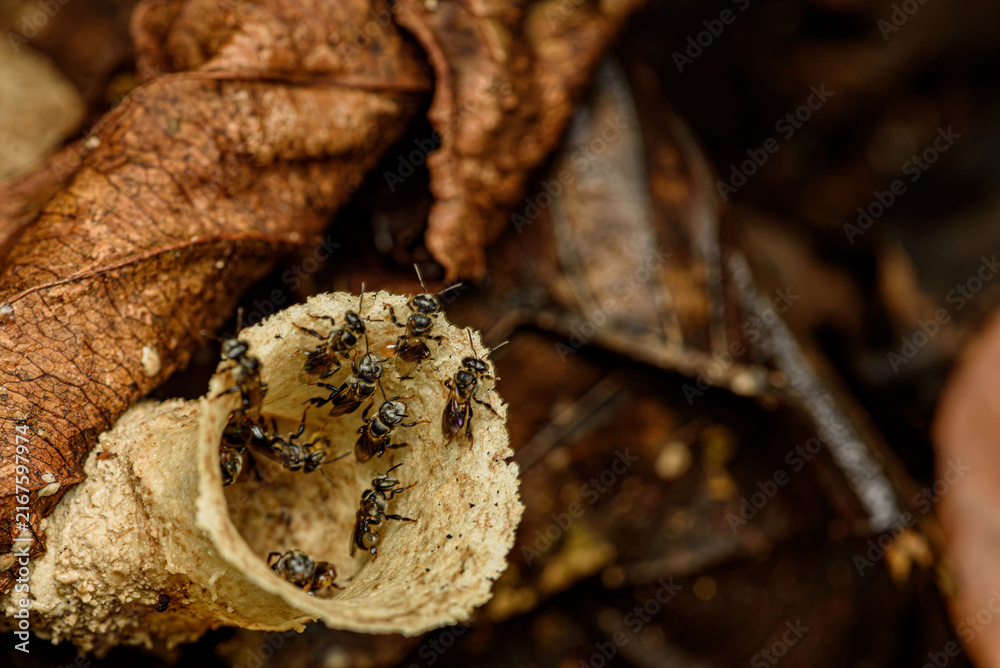 Obraz premium trumpet shaped stingless bee nest entrance with tiny bees in tropical forest