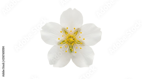 Single white cherry blossom flower isolated on white background