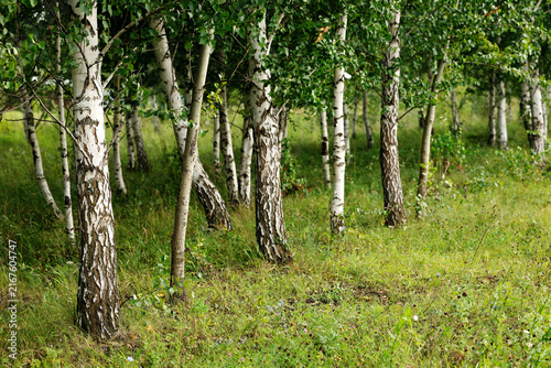Fotografía Silver birch grove with white trunks, dense green foliage and natural grass vegetation on the forest floor during summer