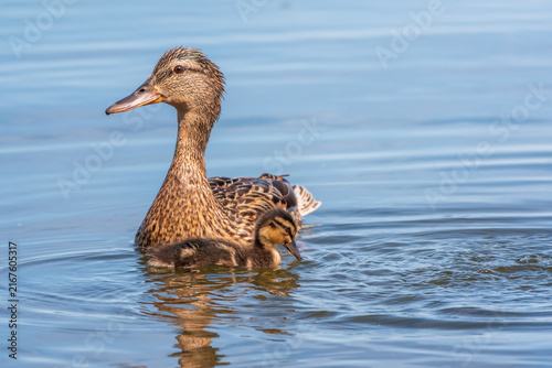 Fotografie A family of ducks, a duck and its little ducklings are swimming in the water