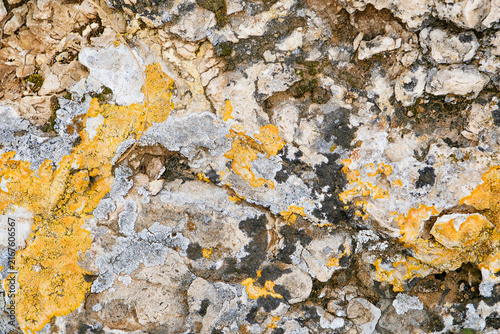 Macro Texture of Yellow and Grey Lichen Growing on Rough Rock Surface