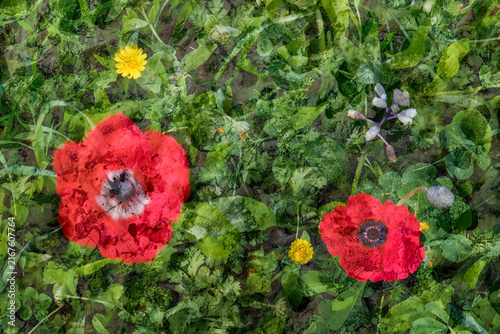 Multiple Exposure Fine Art Photography of Red Anemones and Green Foliage Top View