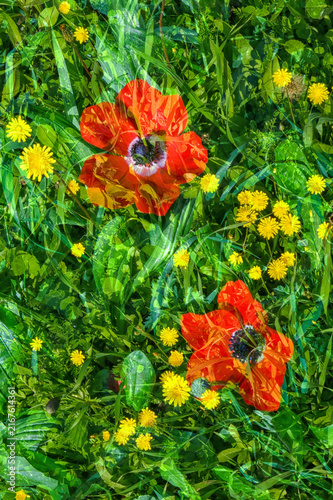 Multiple Exposure Fine Art Photography of Vibrant Red Anemones surrounded by Small Yellow Wildflowers in Lush Green Grass