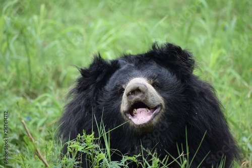 Obraz na plátně Close view of a sloth bear with shaggy black fur and an open mouth