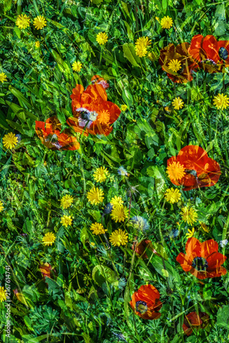 Vertical Multiple Exposure Fine Art Photo of Scattered Red Anemones and Yellow Wildflowers