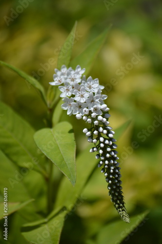 Fotografie This is a beautiful Gooseneck Loosestrife (Lysimachia clethroides) white flower
