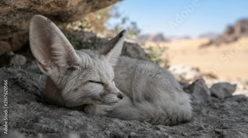 Desert Dweller's Slumber: A fennec fox with its characteristic large ears rests peacefully in the shade of a rocky overhang.