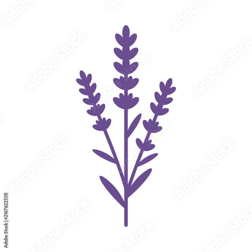 Illustration of a purple lavender plant with multiple flower spikes.