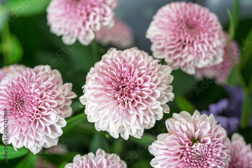 Close-up overhead view of small pink pompon chrysanthemum flowers with delicate gradient petals and natural green background bokeh.