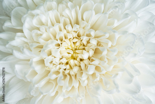 Extreme macro shot of a white chrysanthemum flower center, showing detailed white petals with a soft yellow core texture.