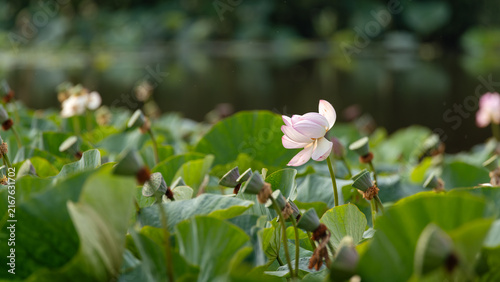 Cuadro en lienzo Blooming pink lotus flower in pond with green leaves background
