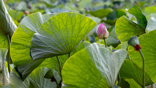 Photography Pink lotus flower bud blooming among large green leaves in summer pond