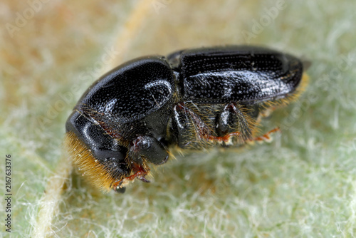 Quadro su tela Birch Bark Beetle (Scolytus ratzeburgii)
