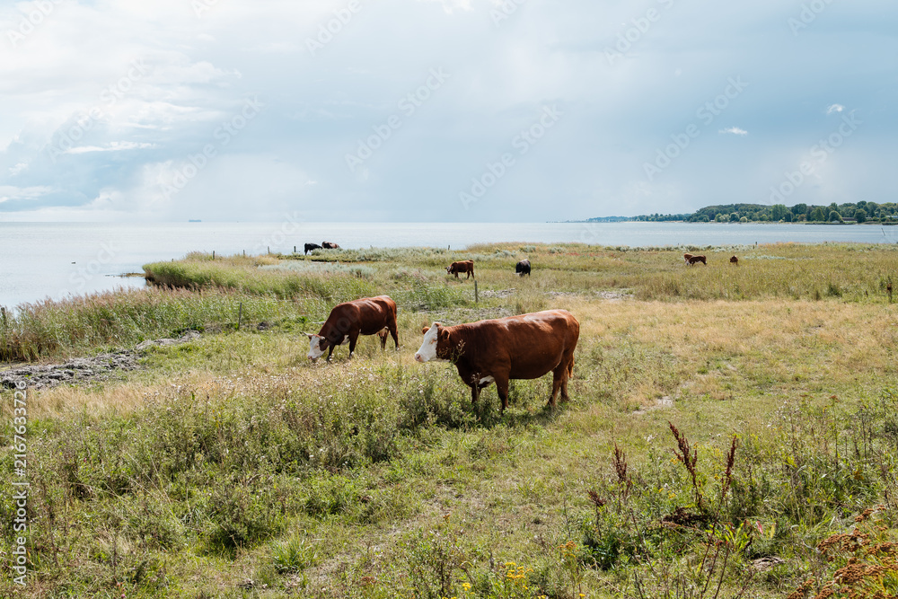 Fototapeta premium A Herd of Hereford Cows Grazing in a Coastal Meadow by the Sea in Denmark on a Cloudy Summer Day