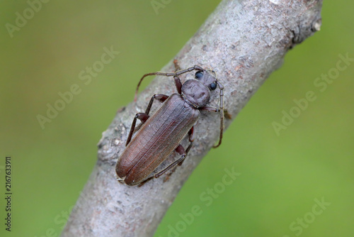 Bild auf Leinwand Arhopalus rusticus, Criocephalus, rust pine borer, a species of beetle in the family Cerambycidae