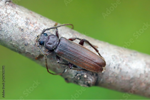 Bild auf Leinwand Arhopalus rusticus, Criocephalus, rust pine borer, a species of beetle in the family Cerambycidae