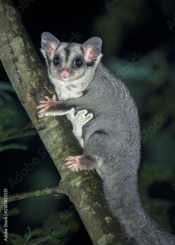 Close-up of a wild Krefft's glider (Petaurus notatus) on a wattle tree (Acacia dealbata) branch on a wet night, Victoria, Australia