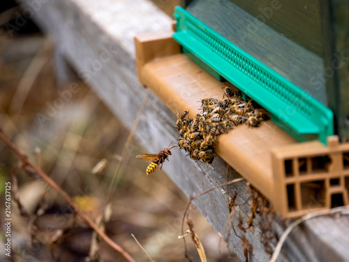 Europäische Hornisse bei der Bienenjagd (Vespa crabro)