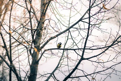 birds on tree
