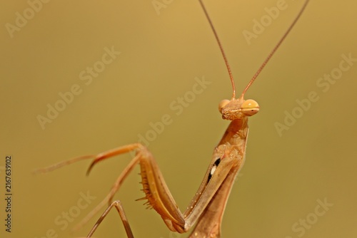 Männliche Europäische Gottesanbeterin (Mantis religiosa) an Wilder Möhre (Daucus carota)