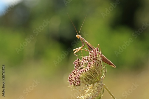 Männliche Europäische Gottesanbeterin (Mantis religiosa) an Wilder Möhre (Daucus carota)