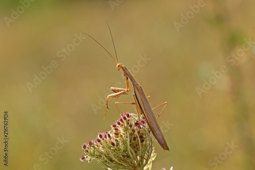 Männliche Europäische Gottesanbeterin (Mantis religiosa) an Wilder Möhre (Daucus carota)