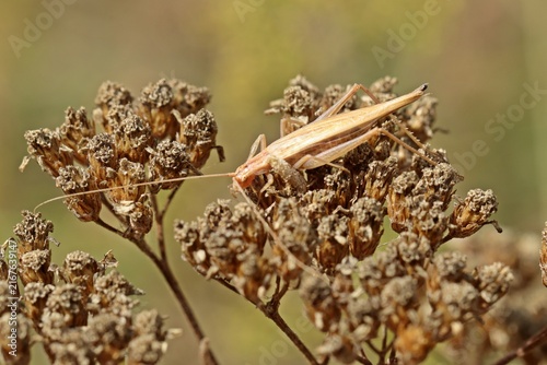 Weinhähnchen (Oecanthus pellucens) an Schafgarbe (Achillea millefolium)
