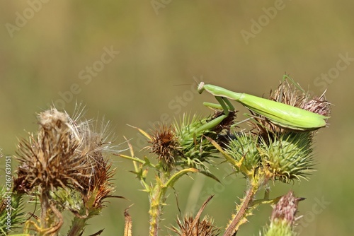 Weibliche Europäische Gottesanbeterin (Mantis religiosa) an Gewöhnlicher Kratzdistel (Cirsium vulgare)