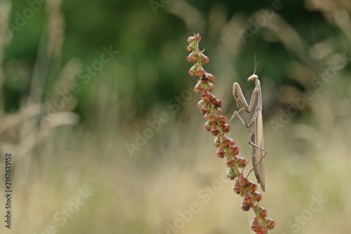 Weibliche Europäische Gottesanbeterin (Mantis religiosa)
an Samenstand des Odermennigs (Agrimonia eupatoria)